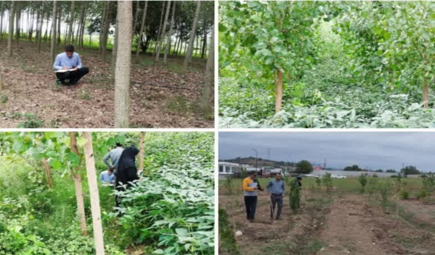 بازدید از طرح زراعت چوب شهرستان میاندورود