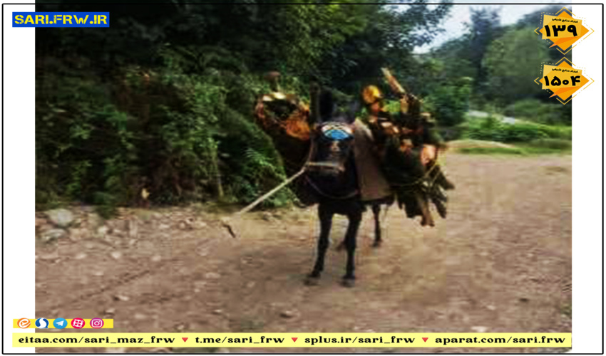  توقیف چوب جنگلی قاچاق در آمل 