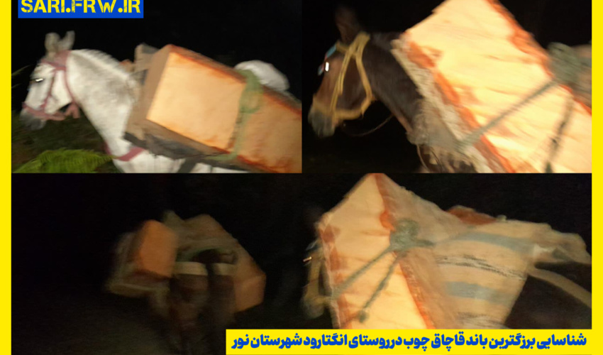 شناسایی برزگترین باند قاچاق چوب در روستای انگتارود شهرستان نور