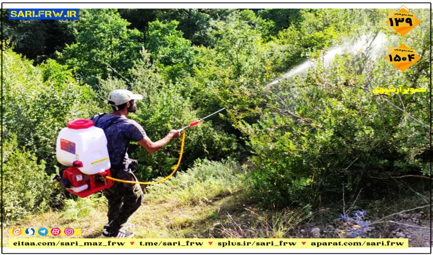 محلول پاشی شمشاد در حوزه استحفاظی سنگده شهرستان ساری 