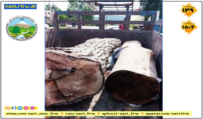 کشف و ضبط سه اصله گرده بینه در شهرستان نکا