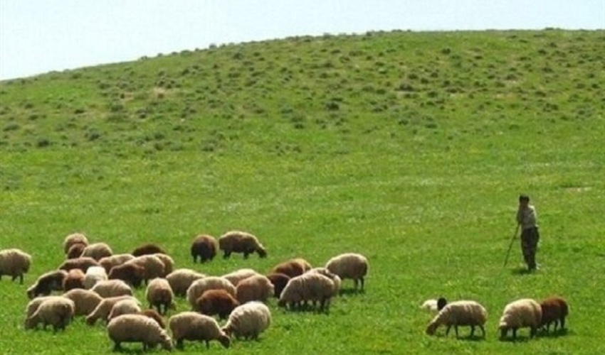 دام و مرتع؛ هم‌افزایی یا تضاد منافع؟