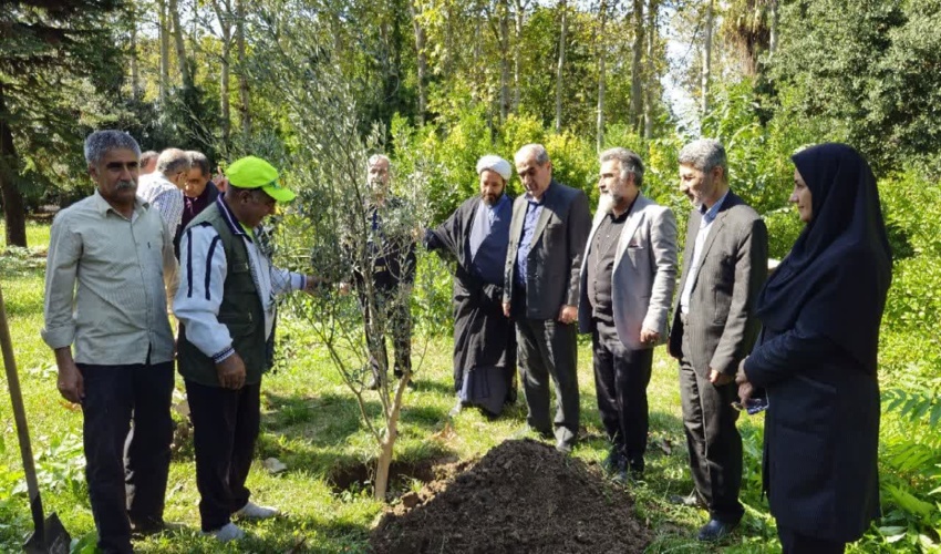 غرس نهال زیتون (نماد صلح و آشتی )در محوطه اداره کل منابع طبیعی و آبخیزداری مازندران- ساری
