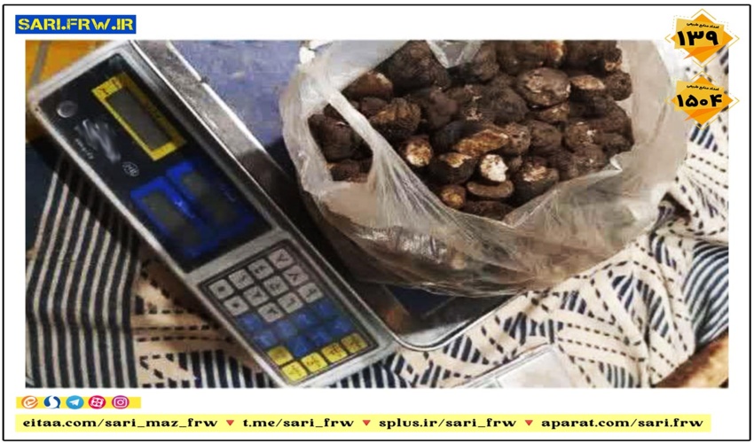 کشف و ضبط  ۳ کیلوگرم قارچ ترافل در بهشهر