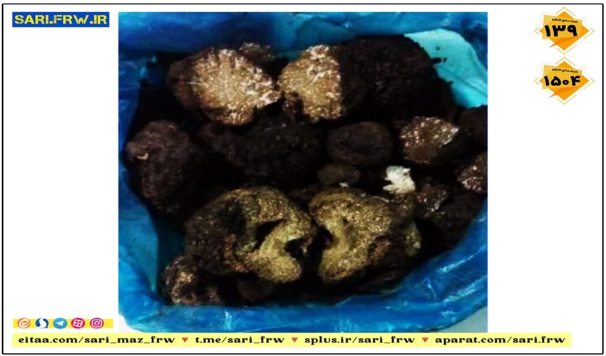 کشف و ضبط قارچ ترافل قاچاق در شهرستان ساری