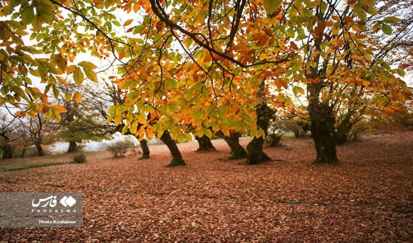 یک گام تا اجرای طرح مدیریت پایدار در جنگل‌های هیرکانی