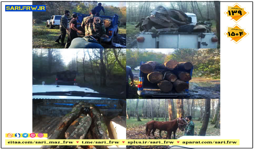  شناسایی و توقیف ۳ دستگاه خودروی نیسان حامل چوب قاچاق از گونه های ممرز، اوجا و توسکا در شهرستان نور  