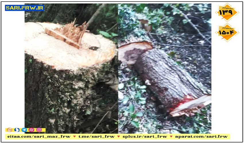 شناسایی و دستگیری متهم حین قطع و تبدیل درخت و توقیف اره موتوری در روستای خوریه شهرستان نور 
