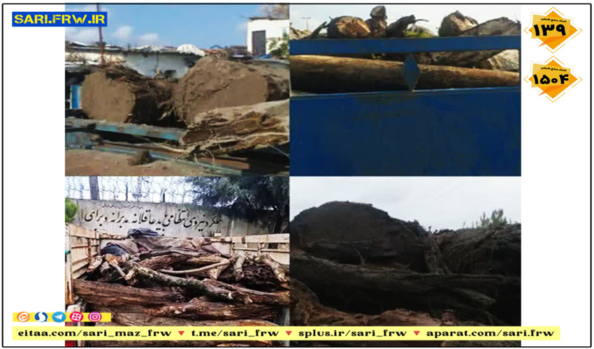 شناسایی و توقیف دو دستگاه خودروی نیسان و یک دستگاه پیکان وانت حامل هيزم و چوب قاچاق جنگلی در شهرستان نور  