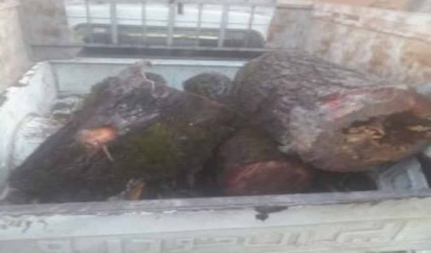 شناسایی و توقیف یک دستگاه خودروی پیکان وانت حامل چوب قاچاق در شهرستان نور  