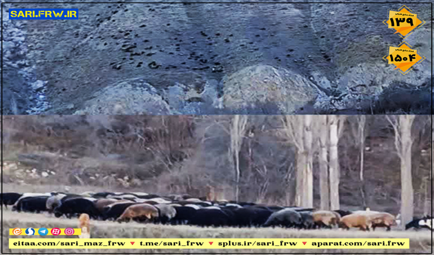 خروج دام غیر مجاز از مرتع میانکوه بلده شهرستان نور