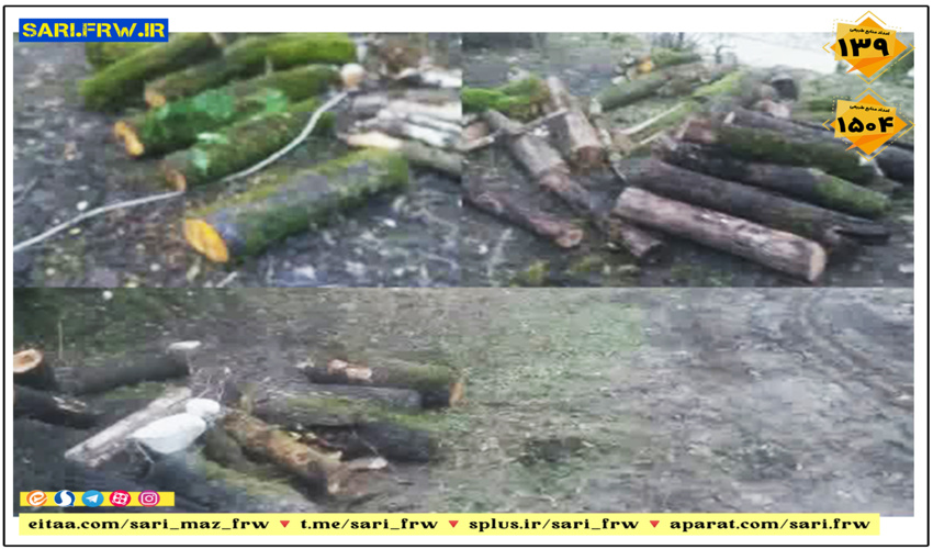 کشف و ضبط چوب آلات قاچاق جنگلی در شهرستان نور