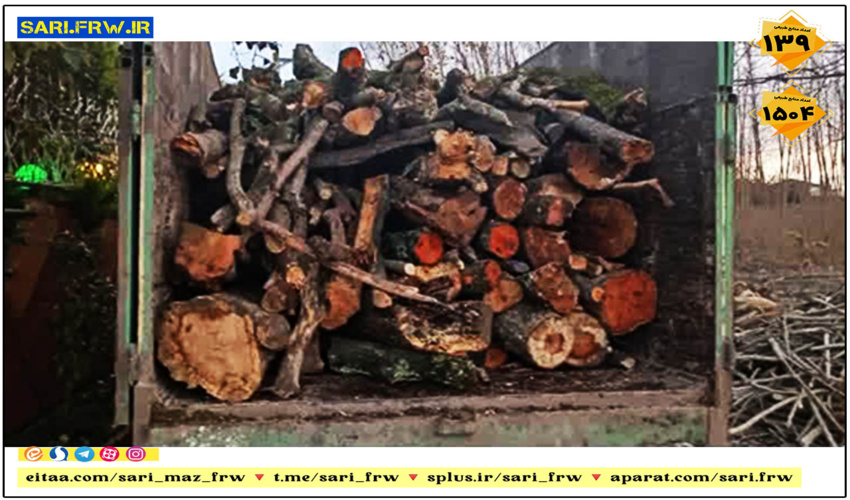  کشف و توقیف چوب جنگلی قاچاق در آمل 