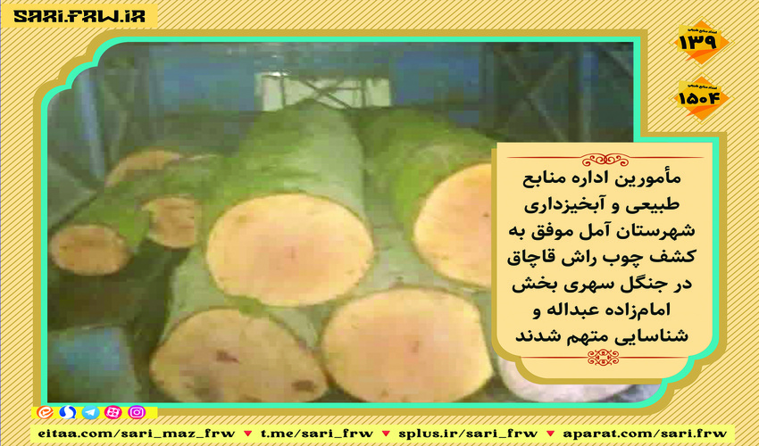  کشف چوب راش قاچاق در جنگل سهری آمل