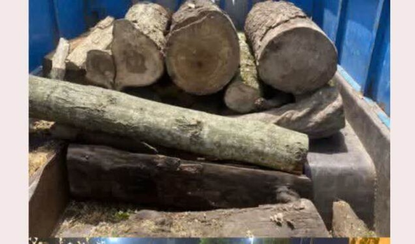 برخورد قاطع یگان حفاظت اداره منابع طبیعی با قاچاق چوب‌آلات در شهرک صنعتی نکا