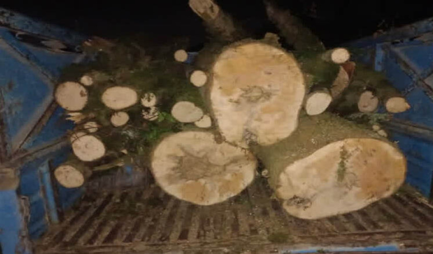شناسایی متخلف قطع درخت جنگلی در روستای کرچنگ شهرستان قائمشهر