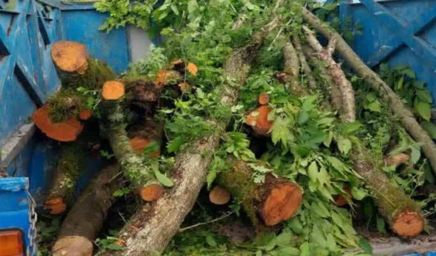 خودرو نیسان حامل چوب قاچاق در حوزه استحفاظی سعیدآباد شناسایی و توقیف شد