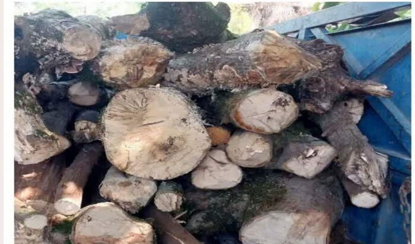 توقیف نیسان حامل چوب‌آلات جنگلی قاچاق در حوزه زرین‌آباد ساری
