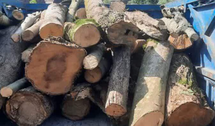 کشف و ضبط چوب آلات قاچاق در حوزه استحفاظی سنگتراشان ساری