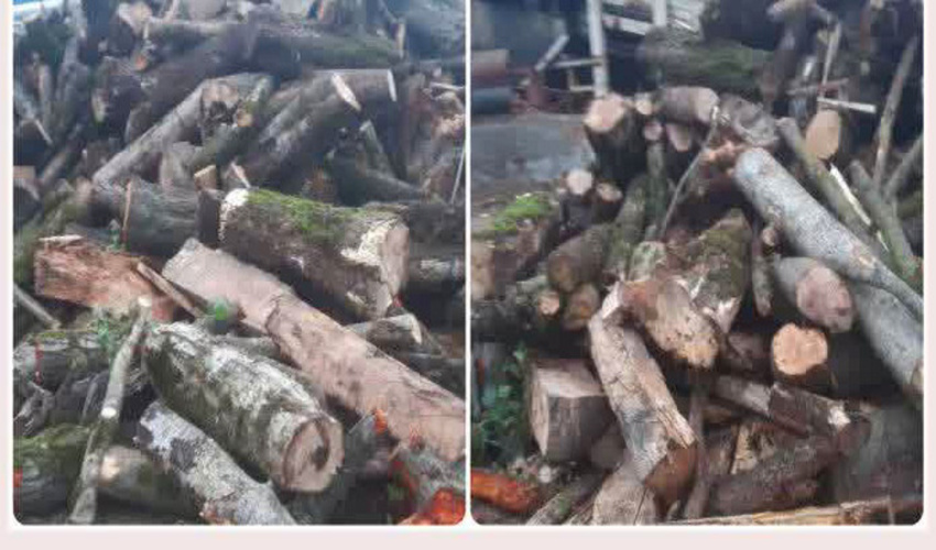 کشف ۱۲ تن چوب قاچاق در آمل