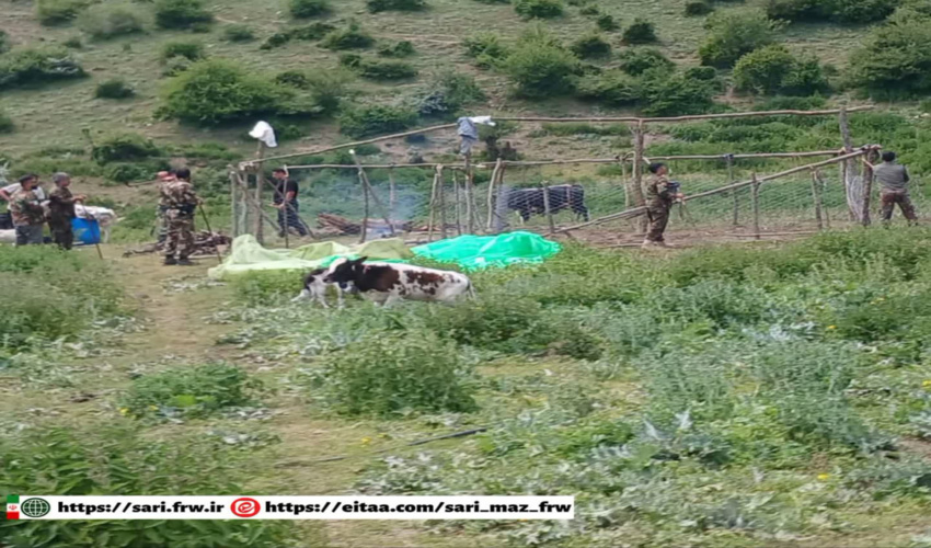 جمع‌آوری بنه دامی غیرمجاز در منطقه یخچال آمل