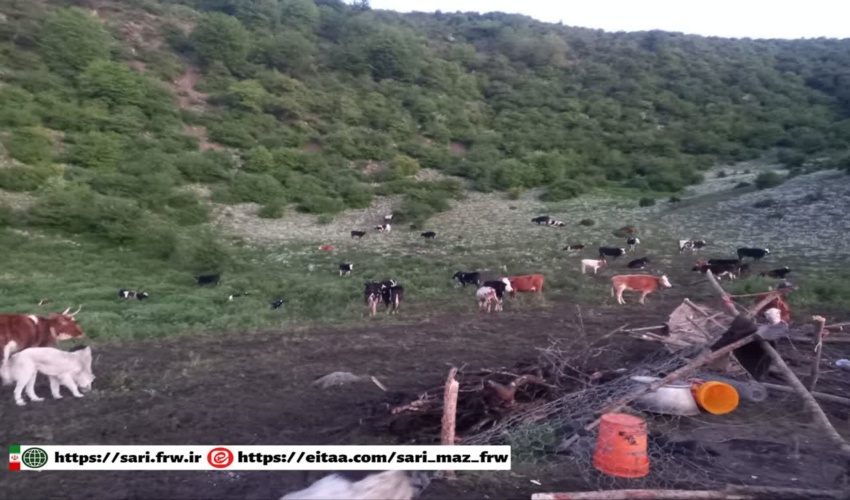 خروج دام غیرمجاز و جمع‌آوری بنه‌های دامی غیرمجاز در جنگل "یخچال" آمل