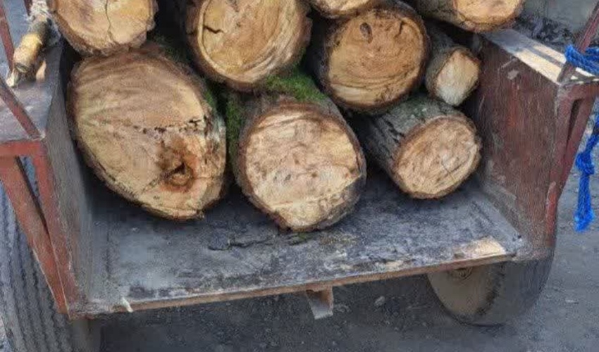 کشف ۵۰۰ کیلوگرم چوب جنگلی قاچاق در شهرستان نور