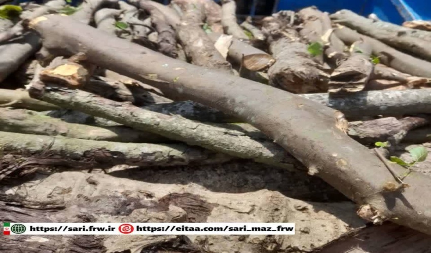 کشف یک تن چوب قاچاق در شهرستان نور