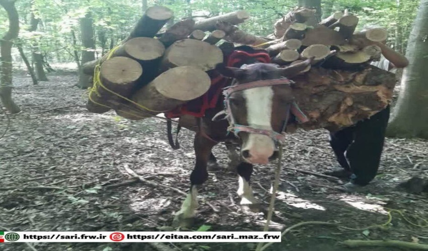 کشف و ضبط یک محموله چوب قاچاق در جنگل‌های هیرکانی شهرستان نور