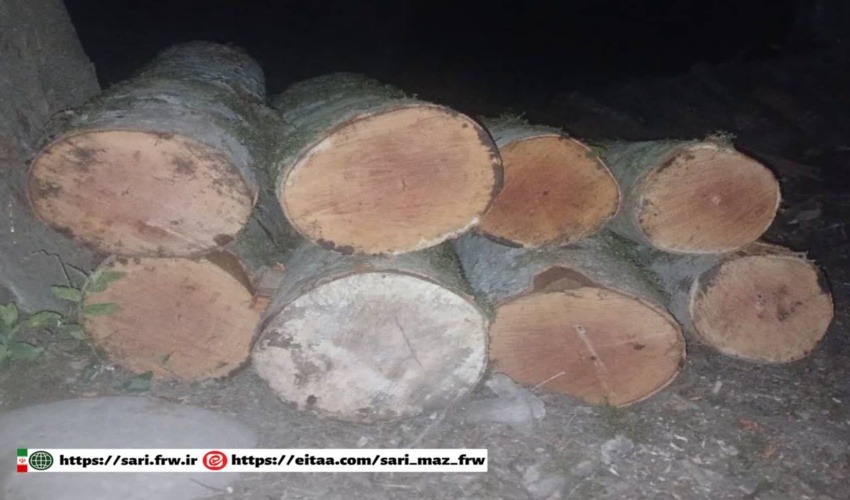 کشف چوب راش قاچاق در آمل/ ۲ راس دواب توقیف شد