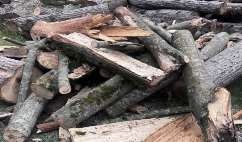 کشف یک استر حامل چوب قاچاق در پارک جنگلی شهرستان نور