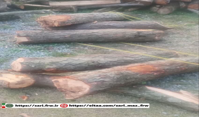 کشف و ضبط چوب‌آلات قاچاق از گونه توسکا در جنگل طرح ایزدشهر