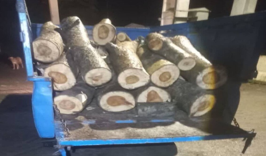 کشف و ضبط چوب‌آلات قاچاق از گونه سپیدار در جنگل ایزدشهر