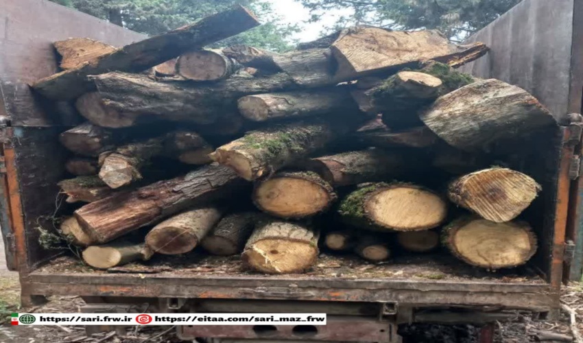 کشف چوب جنگلی قاچاق در آمل