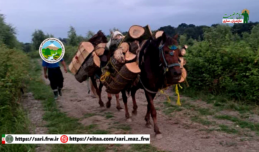 کشف و ضبط چوب‌آلات قاچاق در شهرستان نور